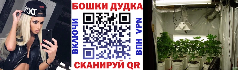 Купить где  Гатчина  Конопля White Widow 